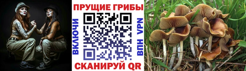 kraken ТОР  Нижнекамск  Галлюциногенные грибы Cubensis  наркотики 